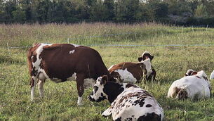 Simon Harris and Pearse Doherty row over fuel poverty amid cold snap Simon Harris and Pearse Doherty row over fuel poverty amid cold snap