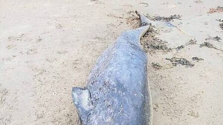 Whale species never seen in Irish waters washes up on Donegal coast