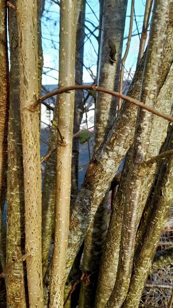 The slender timber poles that result from coppicing were used in the construction of wattle and daub, and fences.