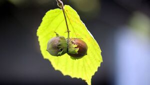 Hazel – The tree of knowledge