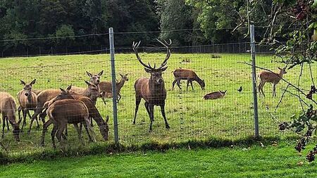 Anger over ‘callous killing’ of stag which was found beheaded