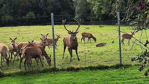 Anger over ‘callous killing’ of stag which was found beheaded