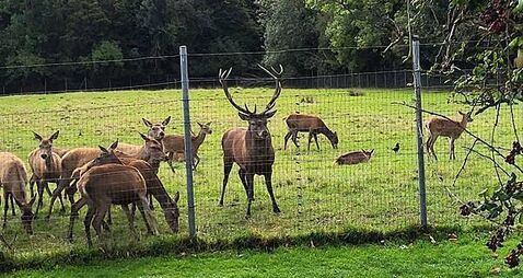 Anger over ‘callous killing’ of stag which was found beheaded
