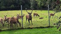 Anger over ‘callous killing’ of stag which was found beheaded