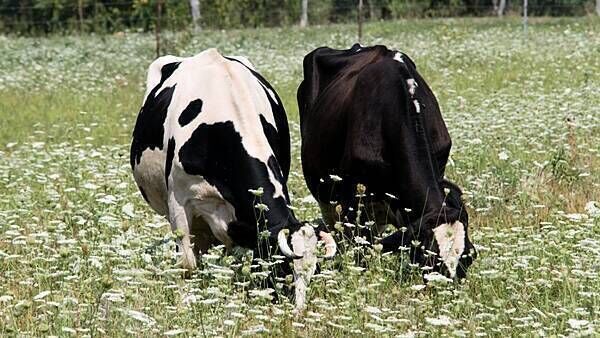 First suspected bluetongue outbreak in Northern Ireland under investigation