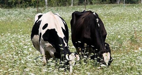 First suspected bluetongue outbreak in Northern Ireland under investigation