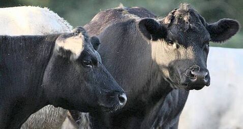 Suspected bluetongue case ‘could have serious consequences’ for agrifood sector