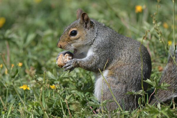The grey squirrel is classified as vermin in Ireland and the National Parks and Wildlife Service actively encourages control of their numbers. The grey squirrel is classified as vermin in Ireland and the National Parks and Wildlife Service actively encourages control of their numbers.