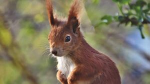The red squirrel – Making a welcome return