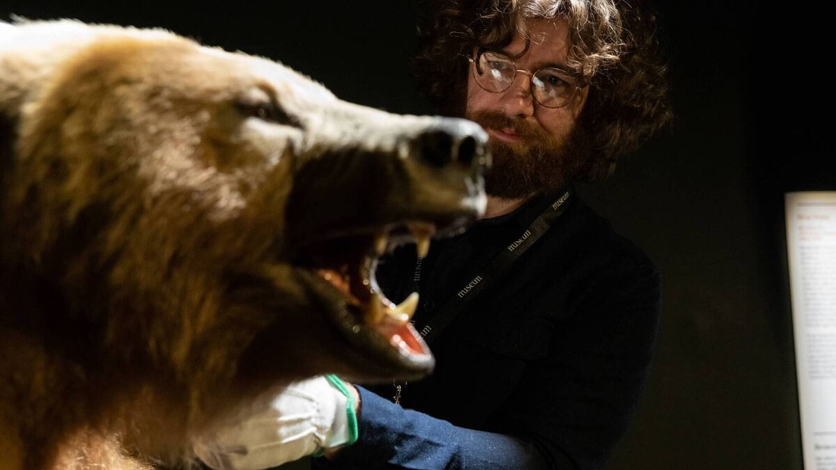 Brown bear goes on display at Turlough Park