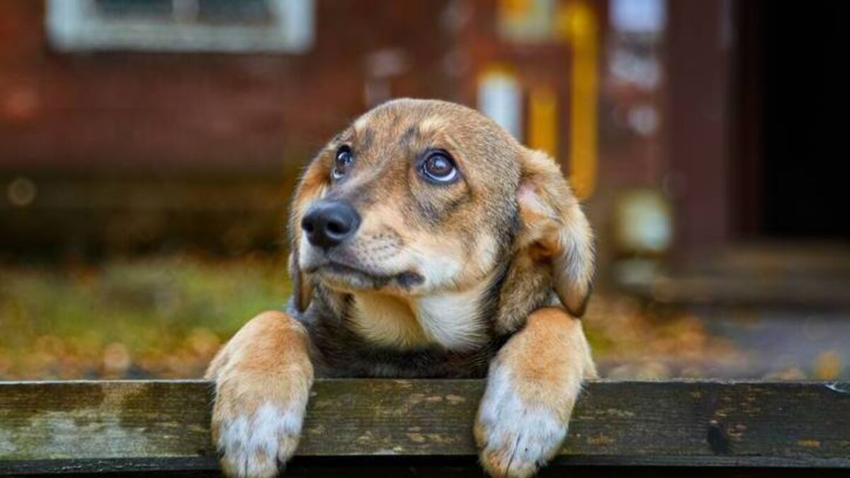 Funding approved for Animal Welfare groups in Mayo