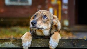 Funding approved for Animal Welfare groups in Mayo