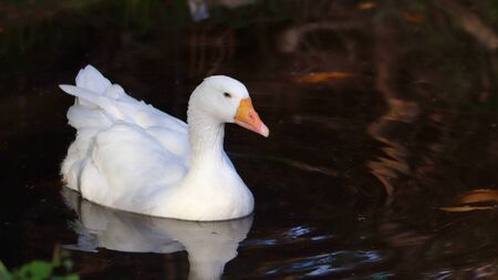 Rearing geese for Christmas was once common in the West