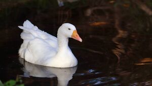 Rearing geese for Christmas was once common in the West