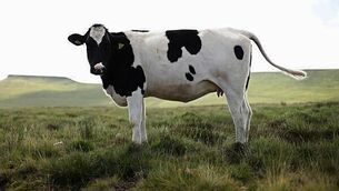 Family settle case against cardiologist over death of mother after routine test