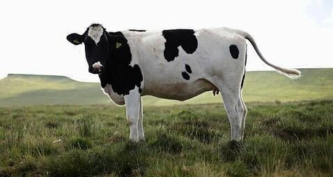 Some animal movements to resume following bluetongue cases