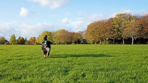 'Landmark development' - First public dog park to open in Mayo