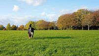 'Landmark development' - First public dog park to open in Mayo
