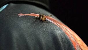 League of Ireland preview: Will Shamrock Rovers make it five-in-a-row?