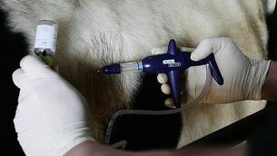 Man (88) died of cardiac arrest following violent hospital attack trial hears Man (88) died of cardiac arrest following violent hospital attack trial hears