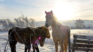 Don’t forget the true spirit of Christmas