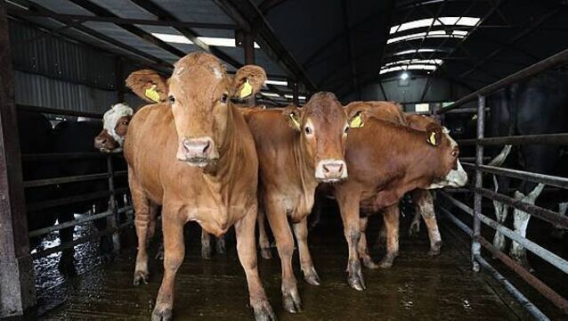 Illegal movement of cattle across Irish border led to 2004 probe, files show