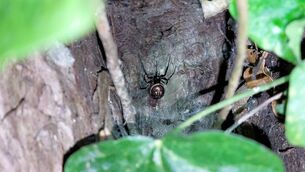 <p>The bite may have come from a 'False Widow Spider', which took up residency in Ireland in recent years.	 Picture: JP Dunbar/University of Galway</p>