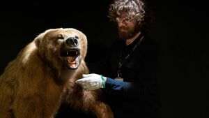Brown bear goes on display at Mayo museum