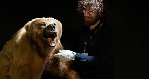 Brown bear goes on display at Mayo museum