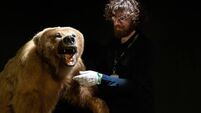 Brown bear goes on display at Mayo museum