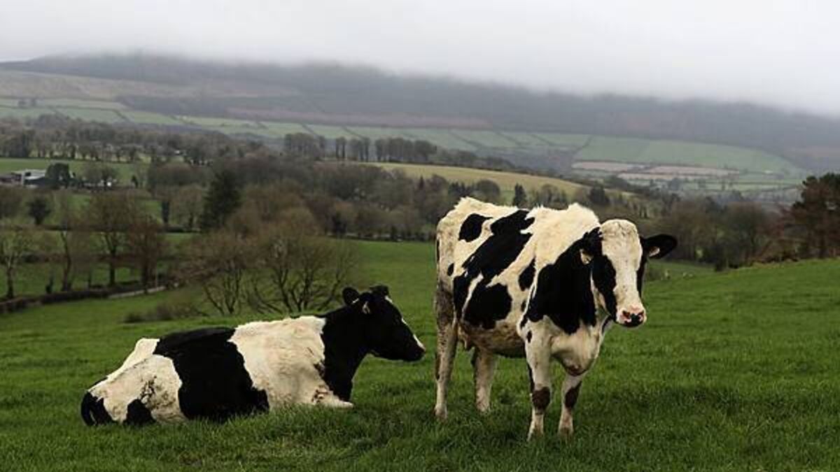 Taoiseach calls for China to accept Irish beef