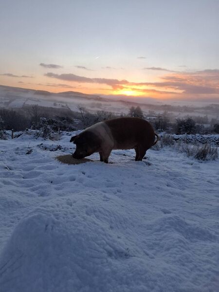 Sandy the sow on Carraig Abhainn farm, enjoying frosted cereal - William Beattie. Sandy the sow on Carraig Abhainn farm, enjoying frosted cereal - William Beattie.