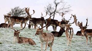 Putting deer on contraceptives among proposals received for wildlife legislation review