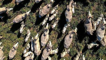 Farmers say hormone found in Brazilian beef should be ‘red line’ on trade deal