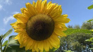<p>The project is called Sunflower Power and it began last May when the school received a sunflower seed kit from Biodiversity in Schools.</p>
