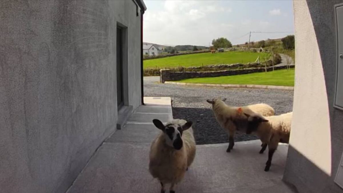 WATCH: 'Couldn't believe it!' - Mayo homeowner encounters surprise visitors at door