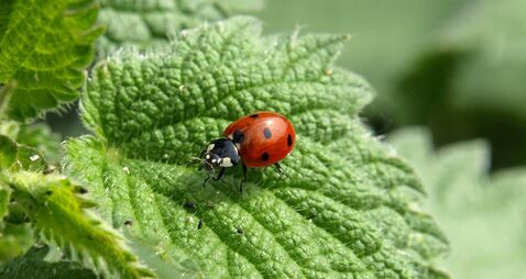 The magical ladybird... God's little cow
