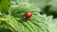 The magical ladybird... God's little cow