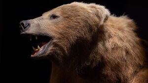 National Museum at Turlough Park to host talk on bears
