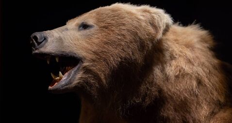 National Museum at Turlough Park to host talk on bears