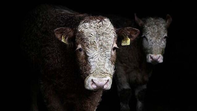 Taoiseach welcomes reopening of Irish beef exports to China