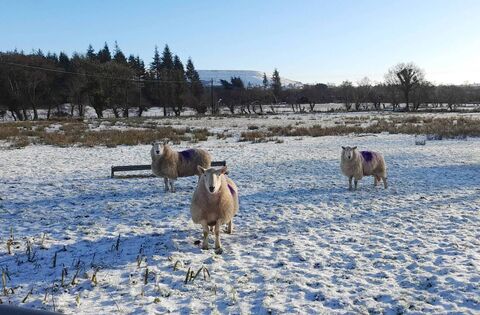 Winter is not complete without a little snow