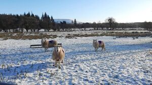 Winter is not complete without a little snow