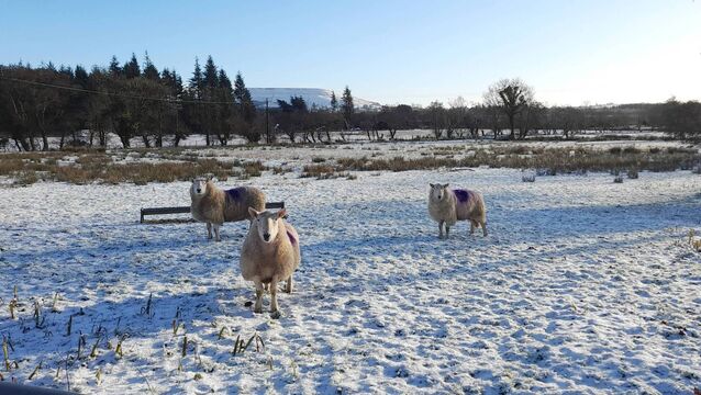 Winter is not complete without a little snow