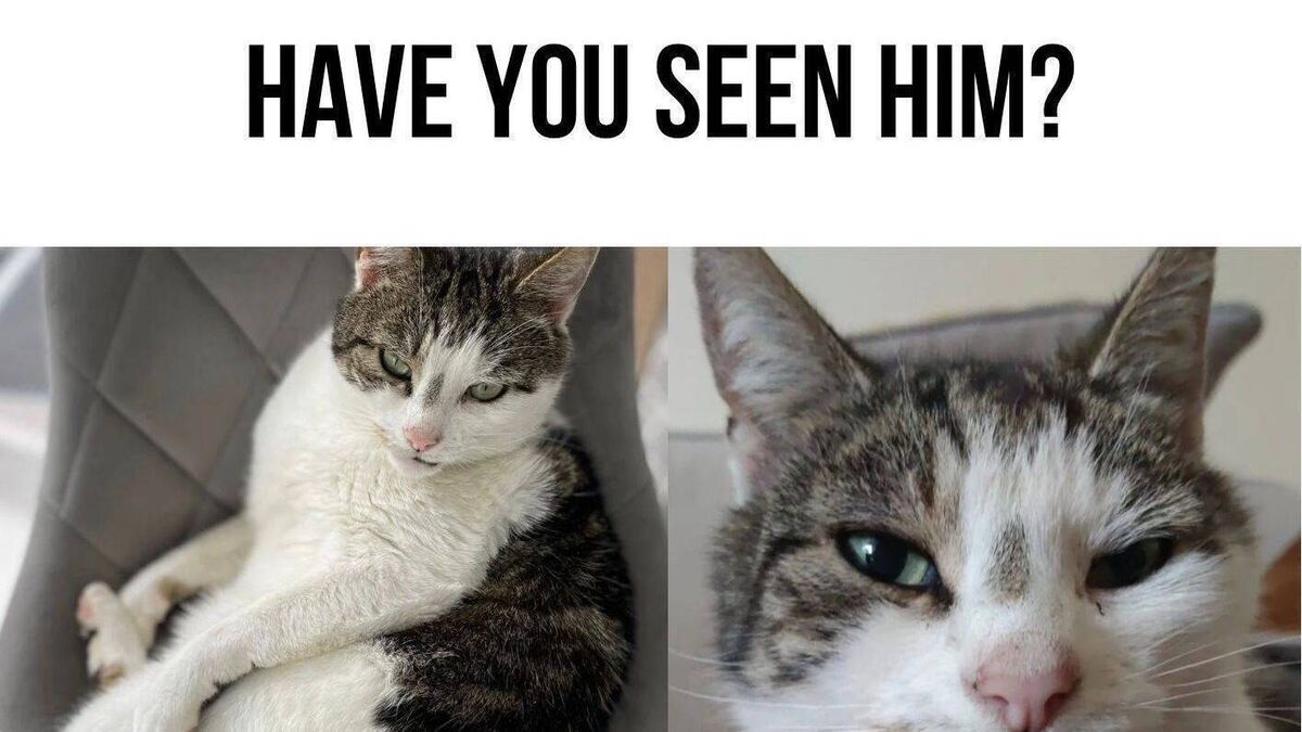 Have you seen this missing cat in Mayo? 