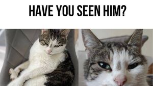 Have you seen this missing cat in Mayo? 