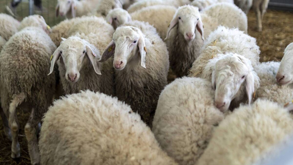Notifying farm to farm movements of sheep
