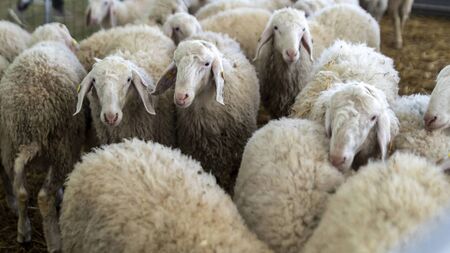 Notifying farm to farm movements of sheep