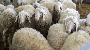 <p>The recording of Sheep movements with the Department of Agriculture, Food and the Marine (DAFM) is mandatory and automatically happens with animals going through marts and factories.</p>