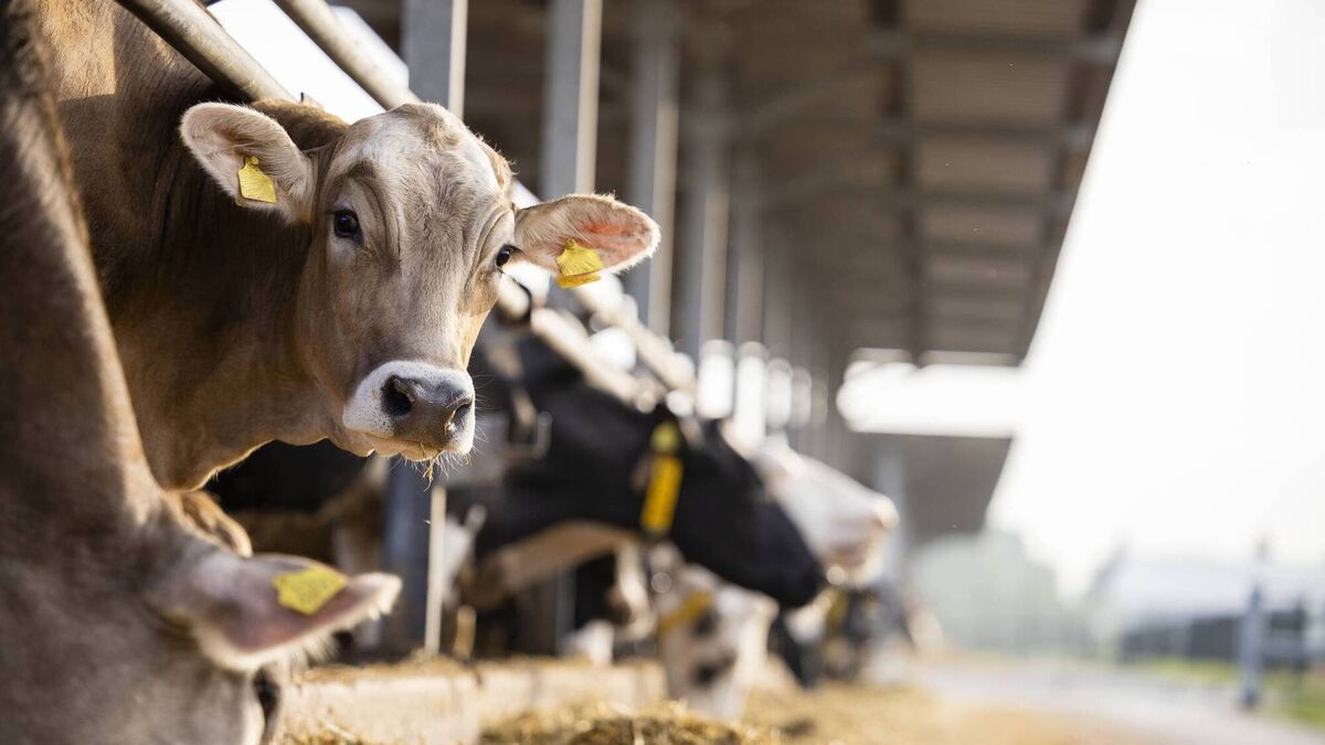 ICMSA satisfied with Dept actions and response to Bluetongue outbreak